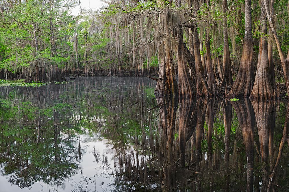 Early spring view of cypress trees reflecting on blackwater area of St Johns River-central Florida art print by Adam Jones for $57.95 CAD