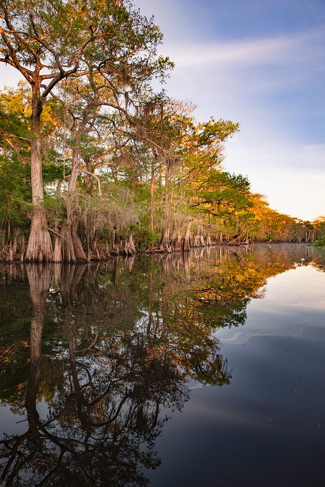 Early spring view of cypress trees reflecting on blackwater area of St Johns River-central Florida art print by Adam Jones for $57.95 CAD