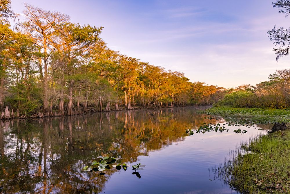 Early spring view of cypress trees reflecting on blackwater area of St Johns River-central Florida art print by Adam Jones for $57.95 CAD