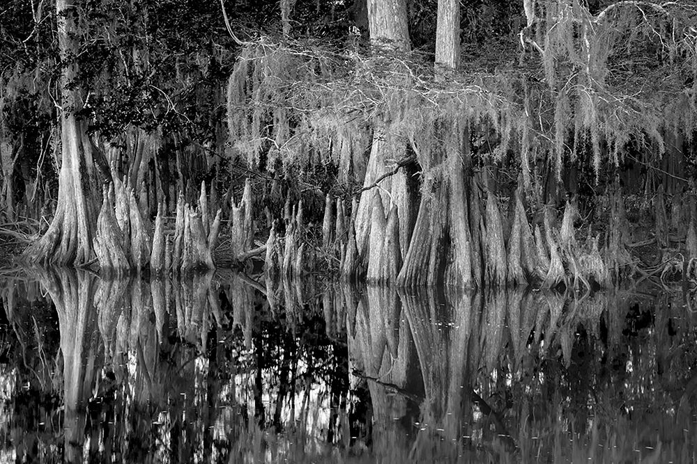 Early spring view of cypress trees reflecting on blackwater area of St Johns River-central Florida art print by Adam Jones for $57.95 CAD