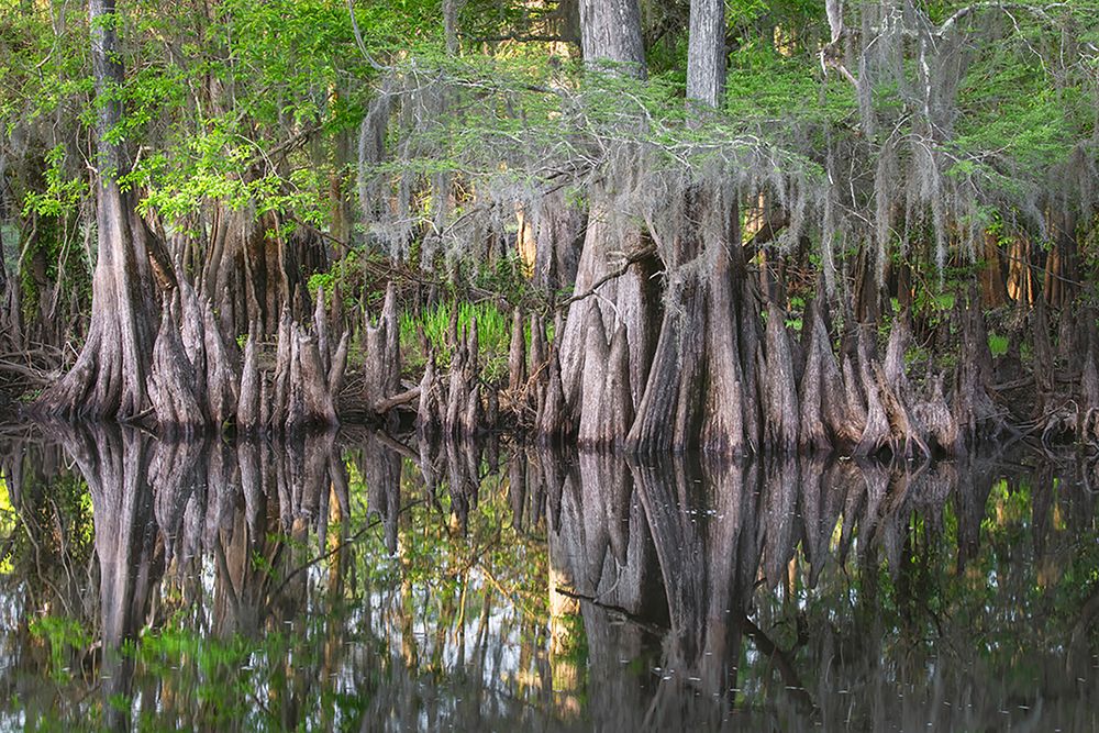 Early spring view of cypress trees reflecting on blackwater area of St Johns River-central Florida art print by Adam Jones for $57.95 CAD