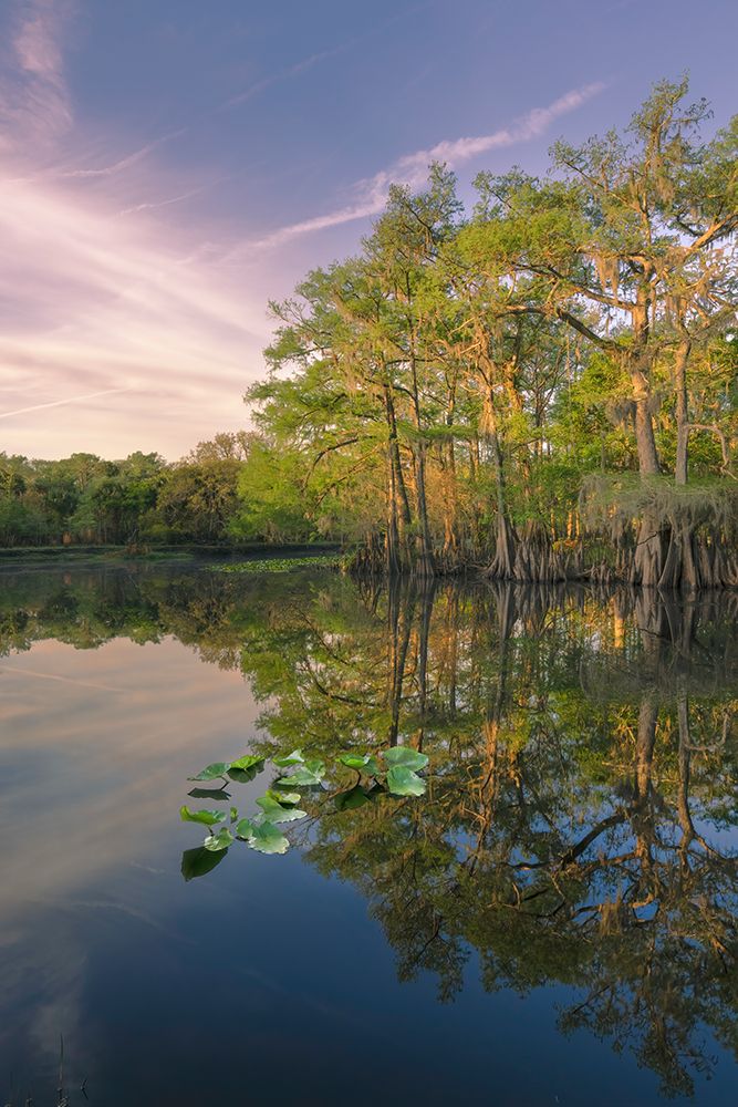 Early spring view of cypress trees reflecting on blackwater area of St Johns River-central Florida art print by Adam Jones for $57.95 CAD
