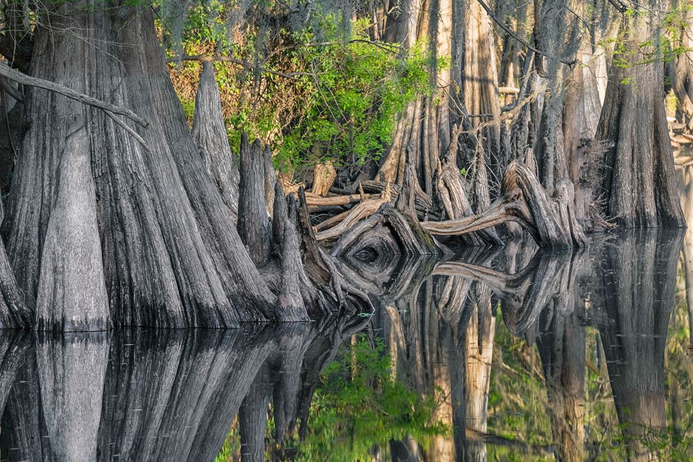 Early spring view of cypress trees reflecting on blackwater area of St Johns River-central Florida art print by Adam Jones for $57.95 CAD