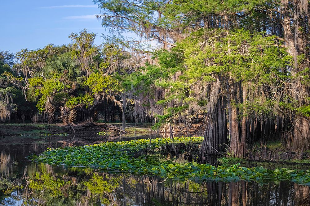 Early spring view of cypress trees reflecting on blackwater area of St Johns River-central Florida art print by Adam Jones for $57.95 CAD