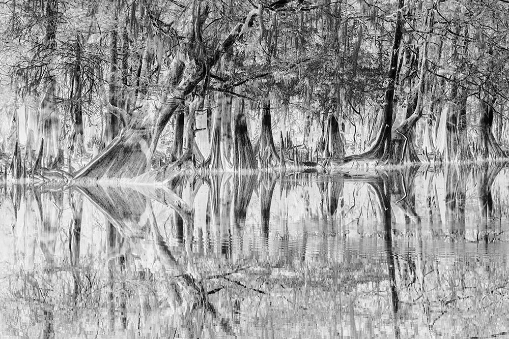Early spring view of cypress trees reflecting on blackwater area of St Johns River-central Florida art print by Adam Jones for $57.95 CAD