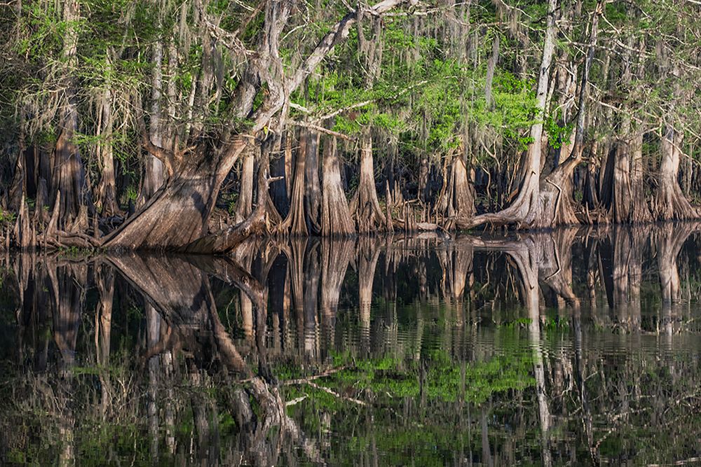 Early spring view of cypress trees reflecting on blackwater area of St Johns River-central Florida art print by Adam Jones for $57.95 CAD