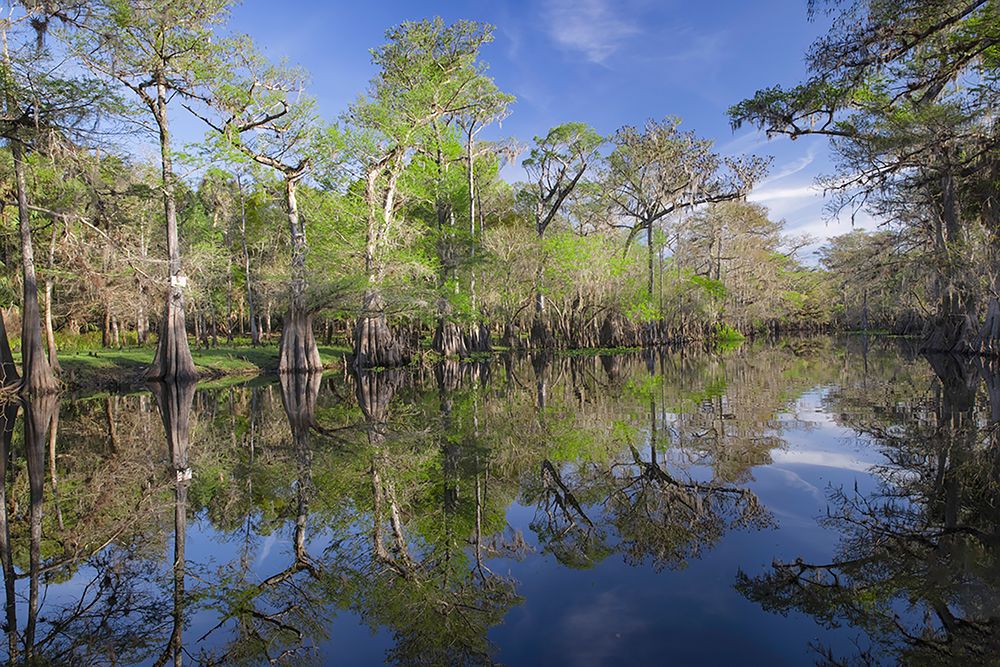 Early spring view of cypress trees reflecting on blackwater area of St Johns River-central Florida art print by Adam Jones for $57.95 CAD