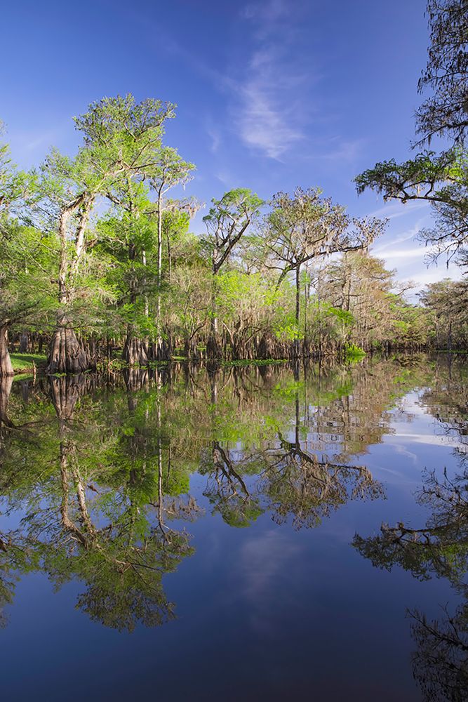 Early spring view of cypress trees reflecting on blackwater area of St Johns River-central Florida art print by Adam Jones for $57.95 CAD