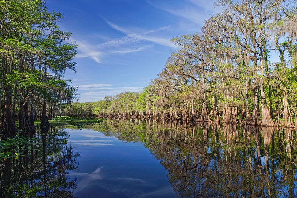 Early spring view of cypress trees reflecting on blackwater area of St Johns River-central Florida art print by Adam Jones for $57.95 CAD