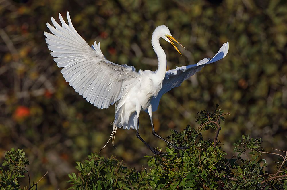 Great egret landing at nest site Venice rookery-Venice-Florida art print by Adam Jones for $57.95 CAD