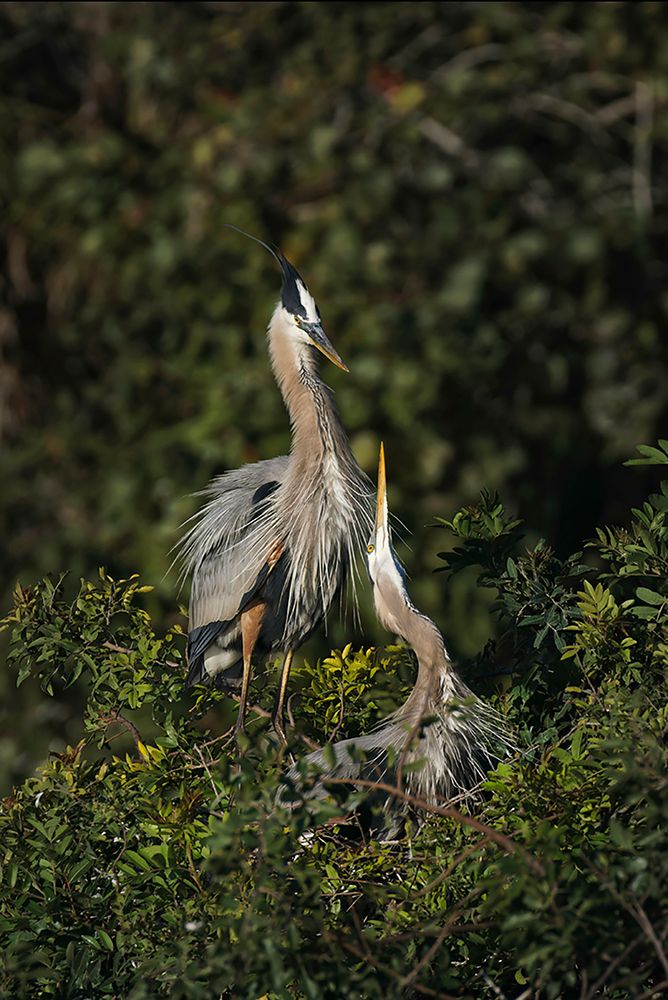 Blue Heron nest-Venice-Florida art print by Adam Jones for $57.95 CAD