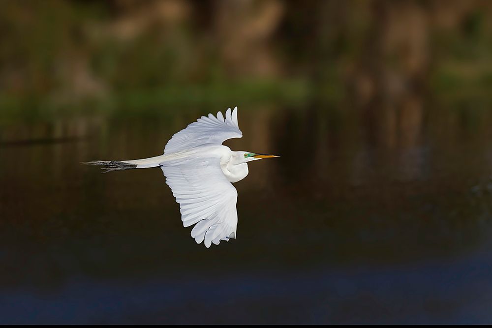 Great egret flying Venice rookery-Venice-Florida art print by Adam Jones for $57.95 CAD