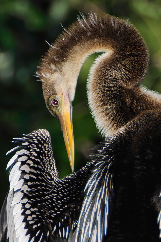 Anhinga preening Florida art print by Adam Jones for $57.95 CAD