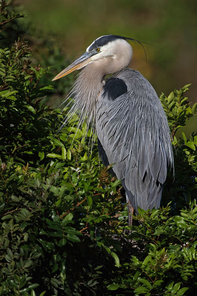 Great blue heron-Venice rookery-Venice-Florida art print by Adam Jones for $57.95 CAD