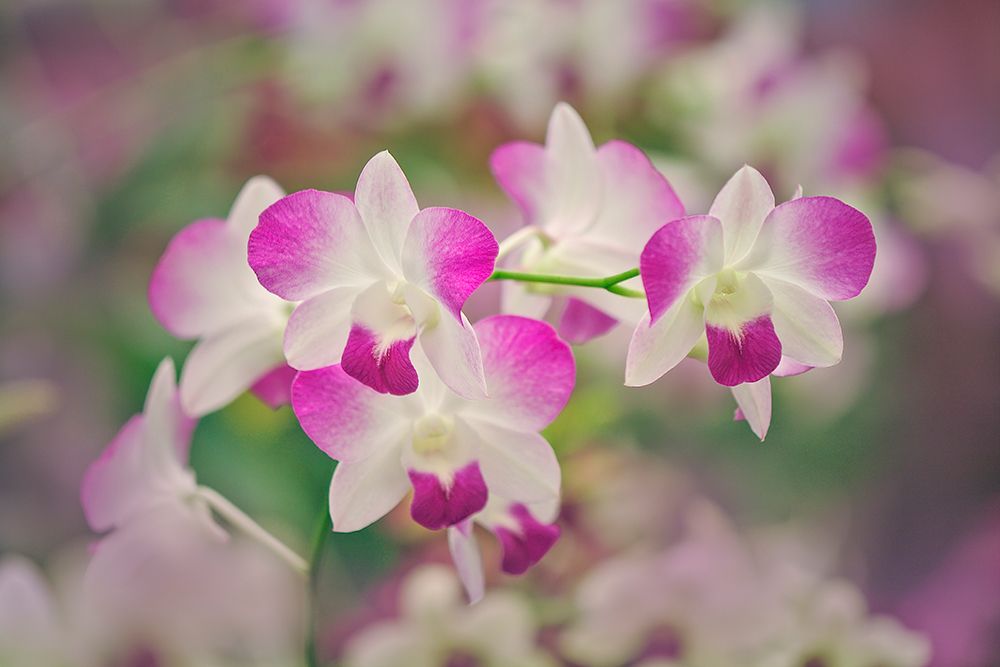 Hybrid Orchids Selby Gardens-Sarasota-Florida art print by Adam Jones for $57.95 CAD