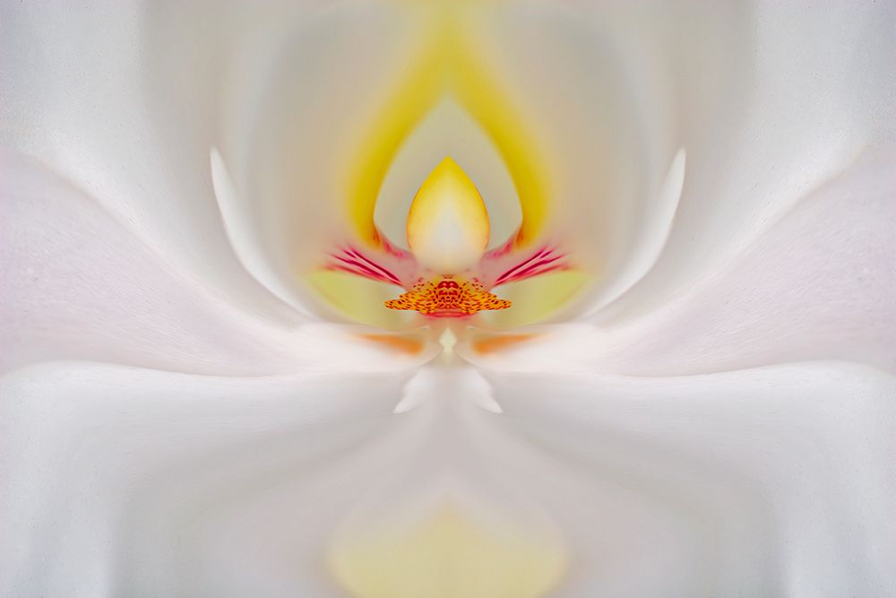 Abstract Hybrid Orchid Selby Gardens-Sarasota-Florida art print by Adam Jones for $57.95 CAD