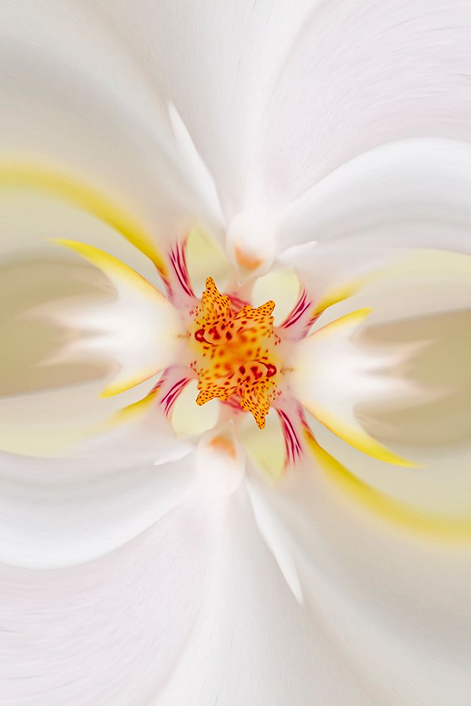 Hybrid Orchid Selby Gardens-Sarasota-Florida art print by Adam Jones for $57.95 CAD