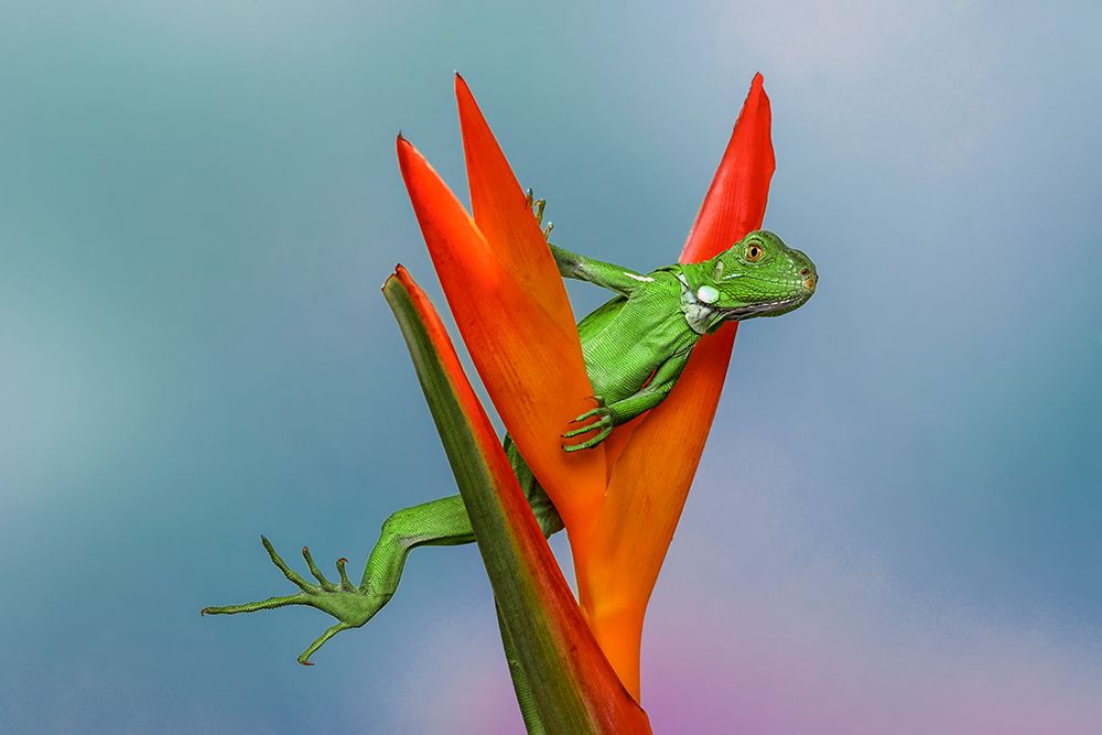 Juvenile Iguana lounging in red bromeliad-Florida art print by Adam Jones for $57.95 CAD