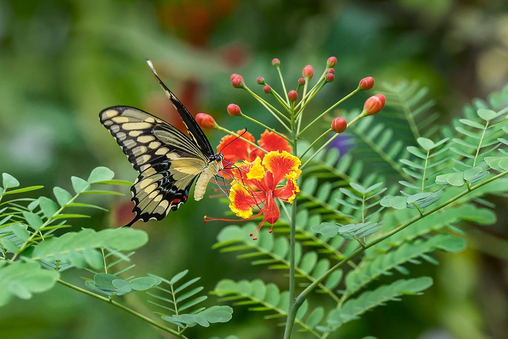 Eastern tiger swallowtail-Florida art print by Adam Jones for $57.95 CAD