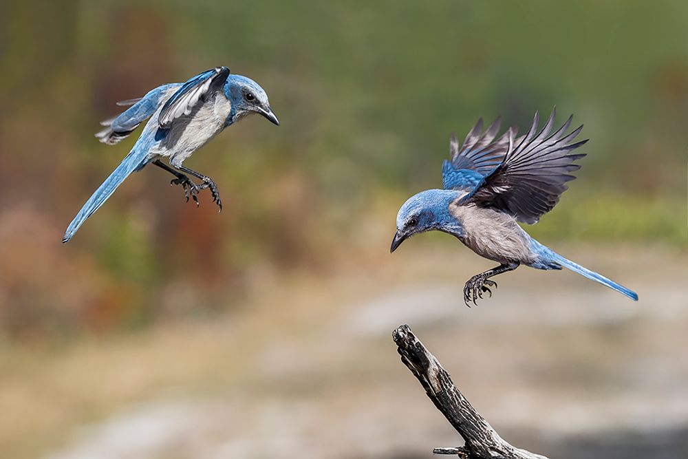 Florida scrub jay-Merritt Island National Wildlife Refuge-Florida art print by Adam Jones for $57.95 CAD