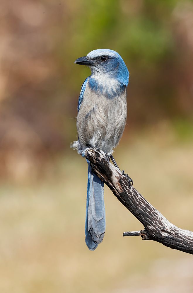 Florida scrub jay-Merritt Island National Wildlife Refuge-Florida art print by Adam Jones for $57.95 CAD