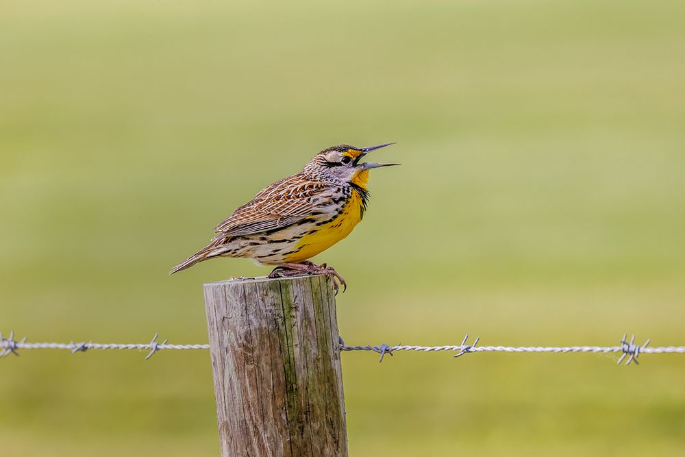 Eastern meadowlark on fence post-Florida art print by Adam Jones for $57.95 CAD