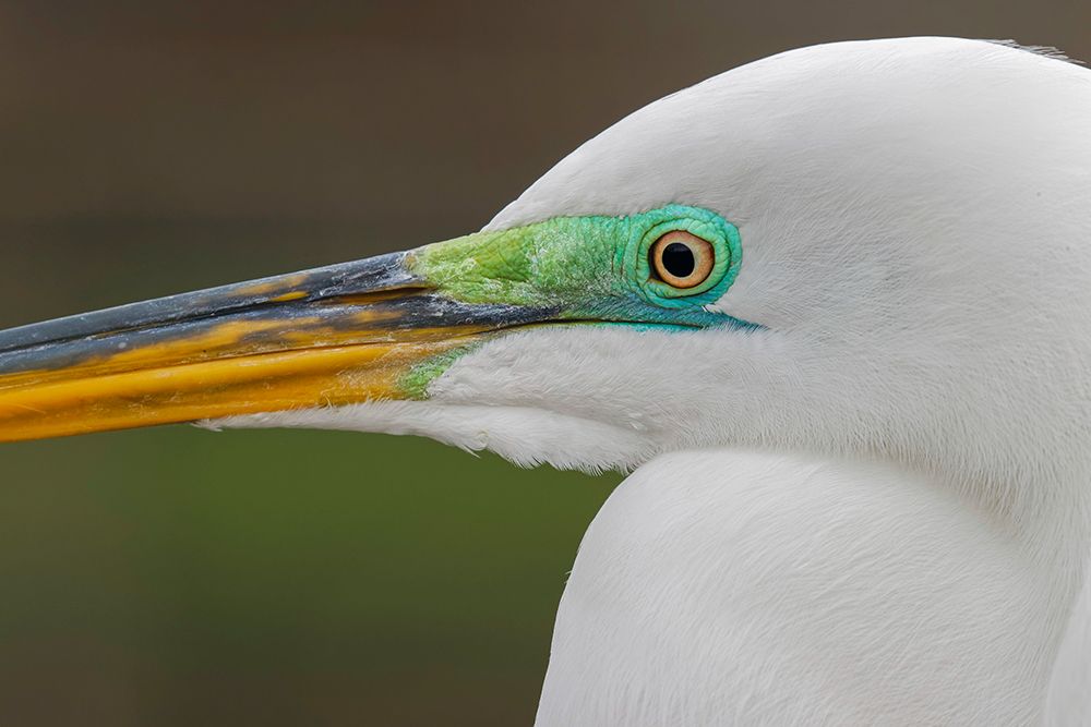 Male Great egret in breeding plumage-Merritt Island National Wildlife Refuge-Florida art print by Adam Jones for $57.95 CAD