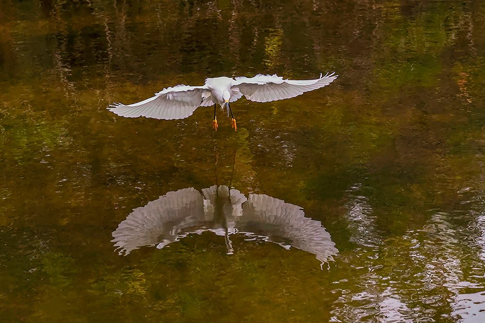 Snowy egret flying-Merritt Island National Wildlife Refuge-Florida art print by Adam Jones for $57.95 CAD