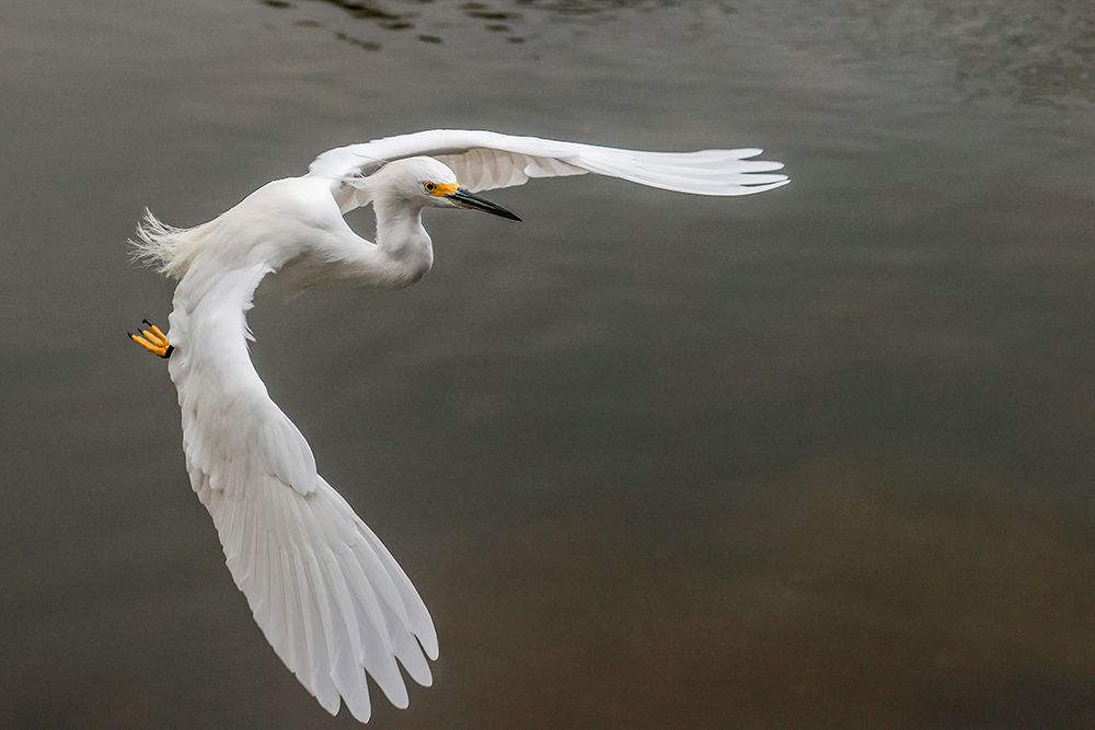 Snowy egret flying-Merritt Island National Wildlife Refuge-Florida art print by Adam Jones for $57.95 CAD