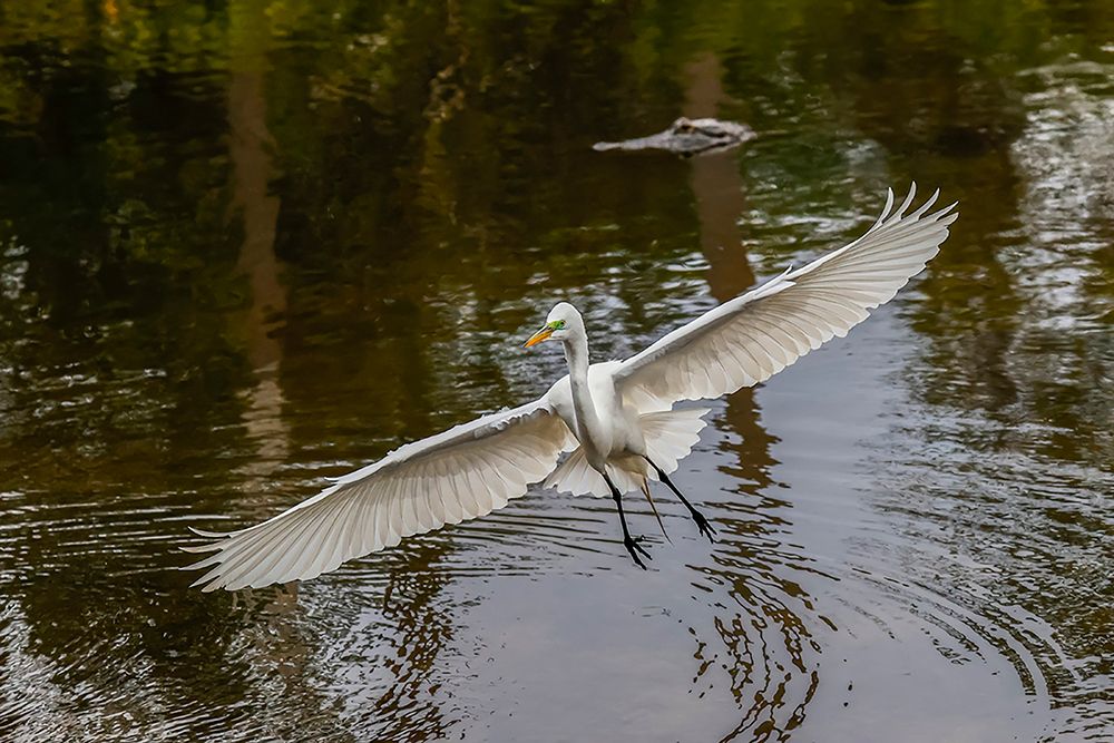 Male Great egret flying-Merritt Island National Wildlife Refuge-Florida art print by Adam Jones for $57.95 CAD
