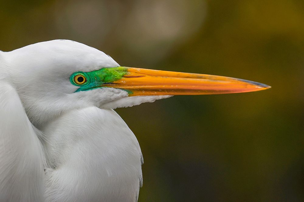 Male Great egret in breeding plumage-Merritt Island National Wildlife Refuge-Florida art print by Adam Jones for $57.95 CAD