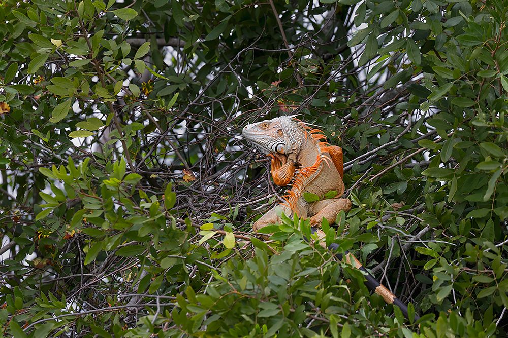 Large Green iguana-an invasive species in Florida art print by Adam Jones for $57.95 CAD