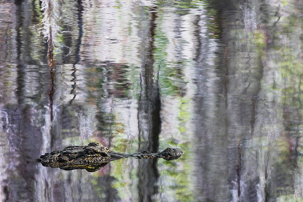 American alligator and Cypress trees reflecting on Blue Cypress Lake, Florida. art print by Adam Jones for $57.95 CAD