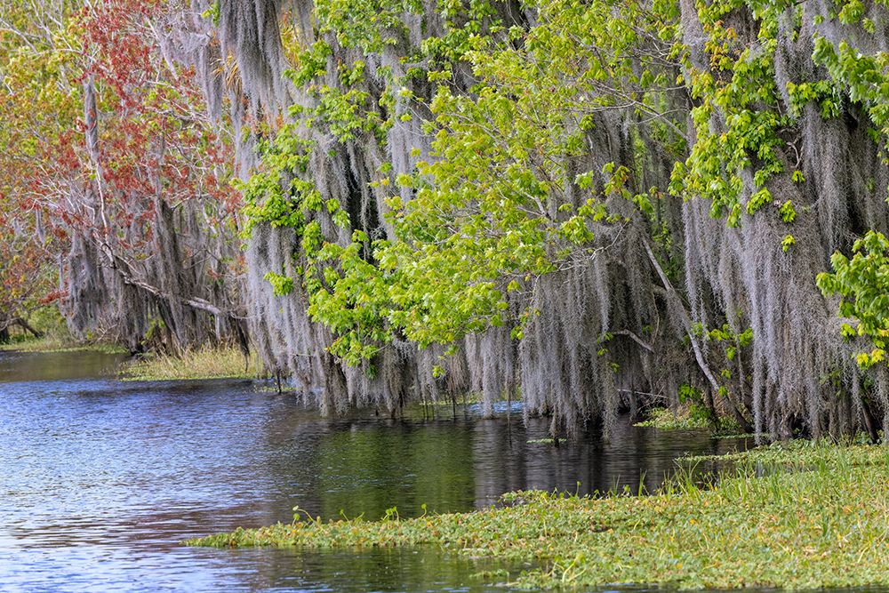 Shoreline of Blue Cypress Lake in early spring with red maple blossoms and Spanish moss, Florida art print by Adam Jones for $57.95 CAD