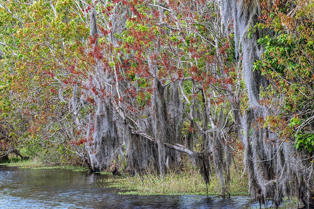 Shoreline of Blue Cypress Lake in early spring with red maple blossoms and Spanish moss, Florida art print by Adam Jones for $57.95 CAD