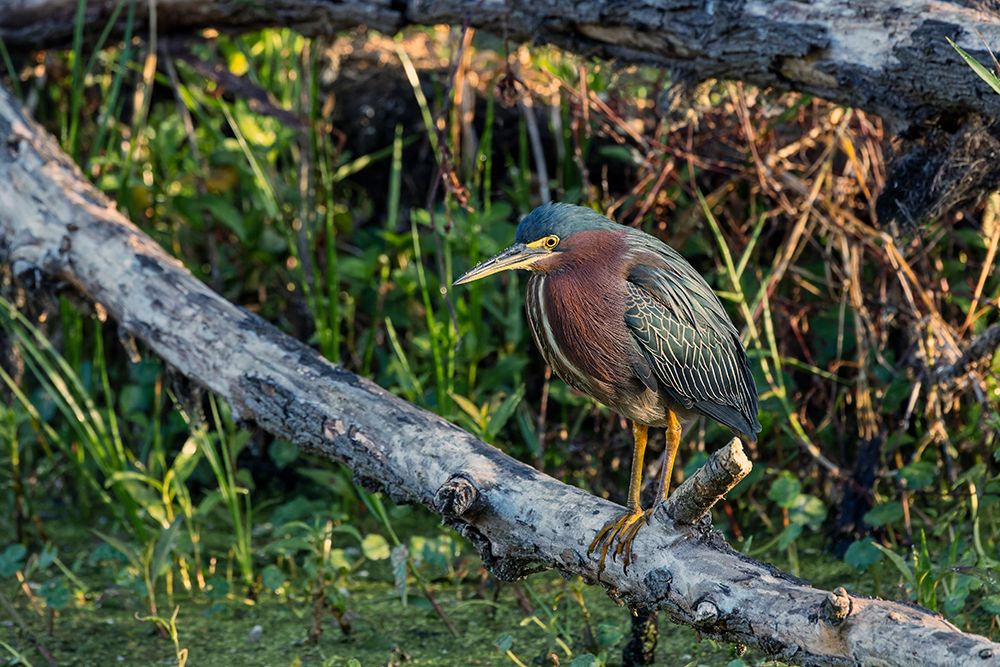 Green Heron, Circle Bar B Ranch, Florida, art print by Adam Jones for $57.95 CAD