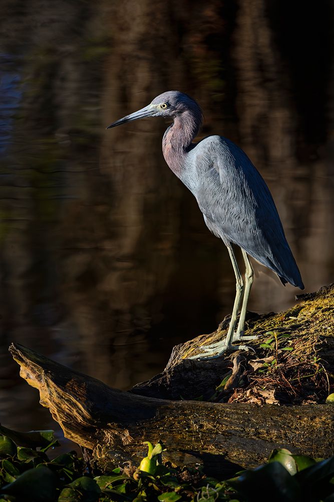Little blue heron, Circle Bar B Ranch, Florida art print by Adam Jones for $57.95 CAD