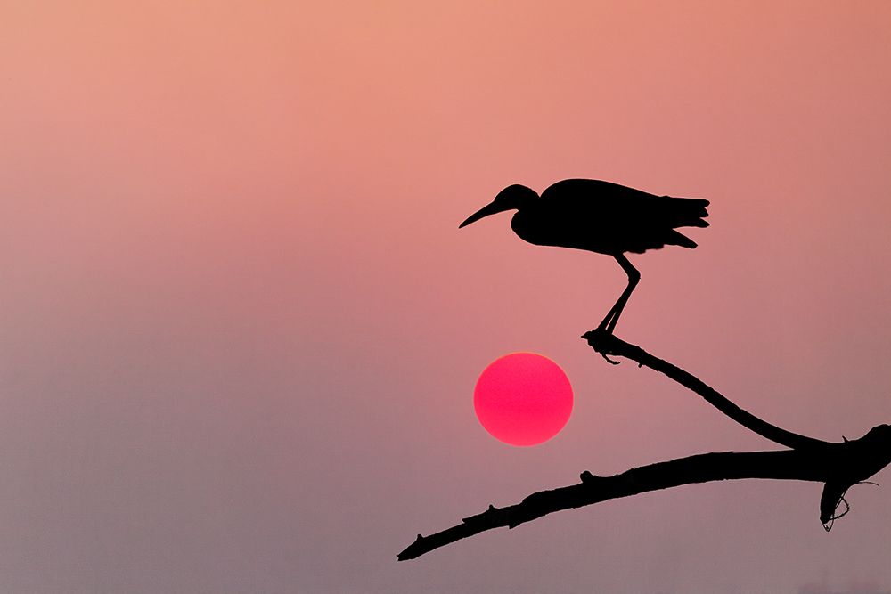 Tricolored heron silhouetted at sunset, Circle Bar B Ranch, Florida art print by Adam Jones for $57.95 CAD