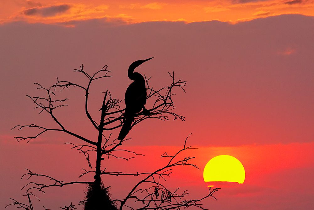 Anhinga silhouetted at sunset, Circle Bar B Ranch, Florida, Anhinga anhinga, art print by Adam Jones for $57.95 CAD