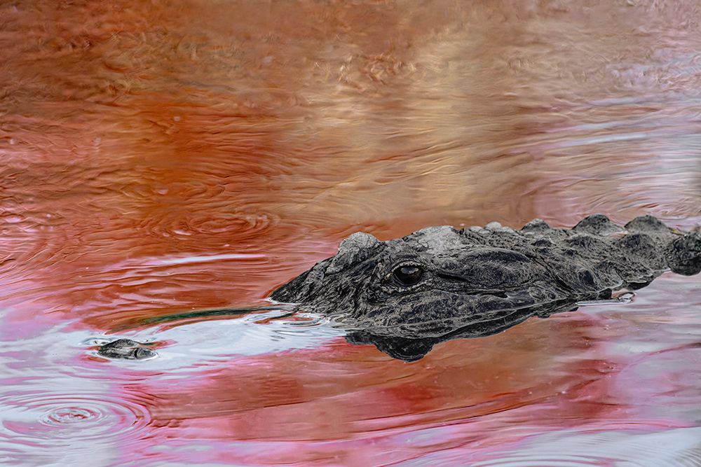 American alligator in red maple tree reflection in spring, Florida. art print by Adam Jones for $57.95 CAD