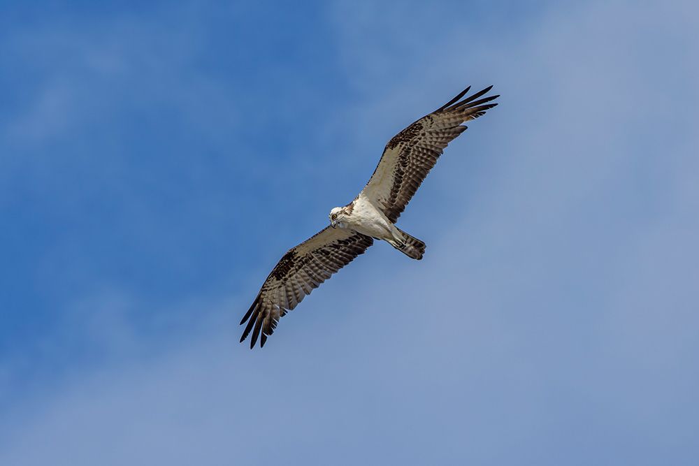Osprey in flight, Merritt Island National Wildlife Refuge, Florida art print by Adam Jones for $57.95 CAD