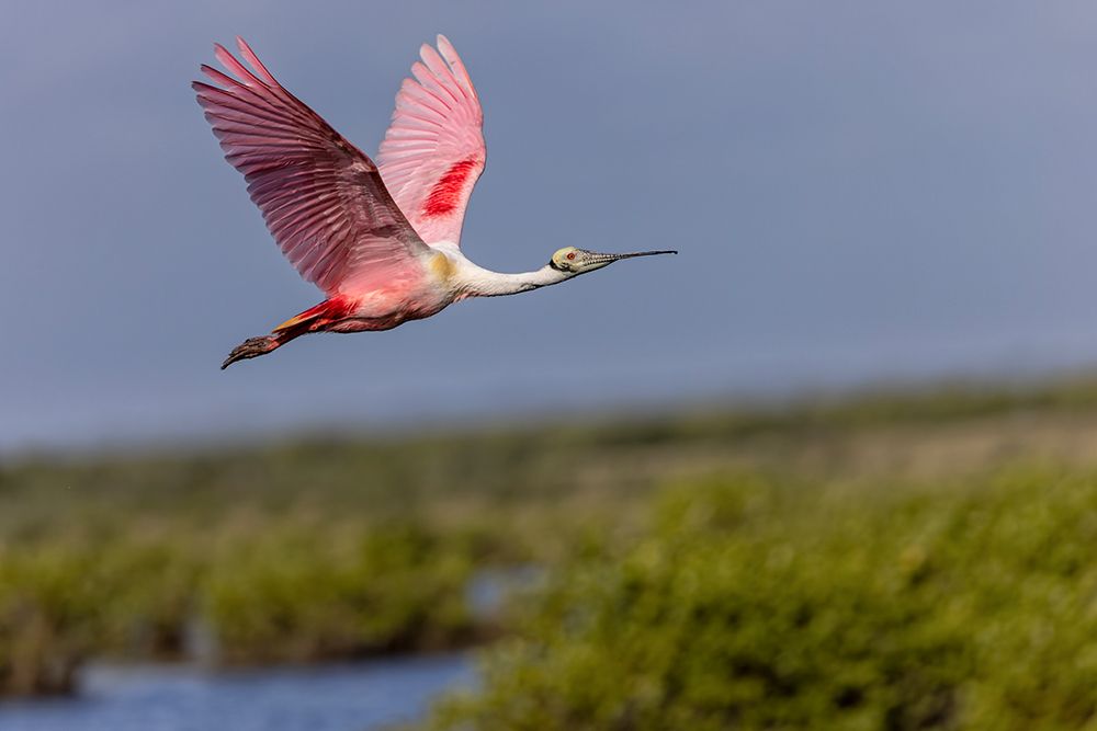 Roseate spoonbill in flight, Merritt Island National Wildlife Refuge, Florida art print by Adam Jones for $57.95 CAD