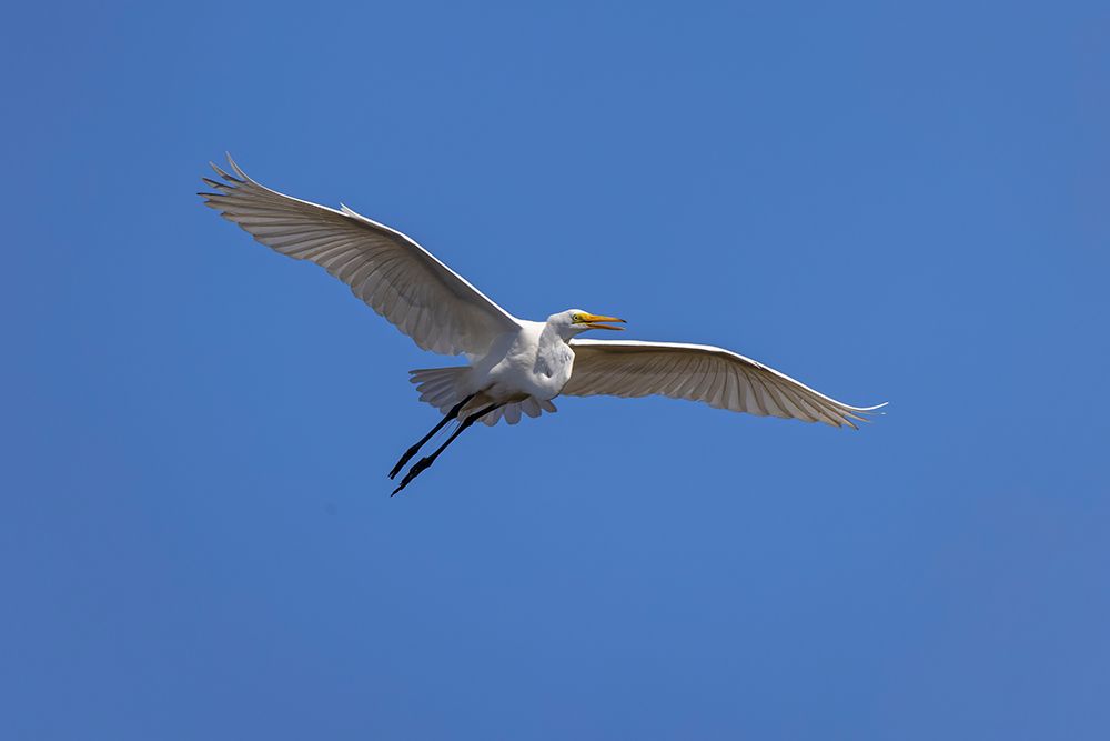 Great egret in flight, Merritt Island National Wildlife Refuge, Florida art print by Adam Jones for $57.95 CAD