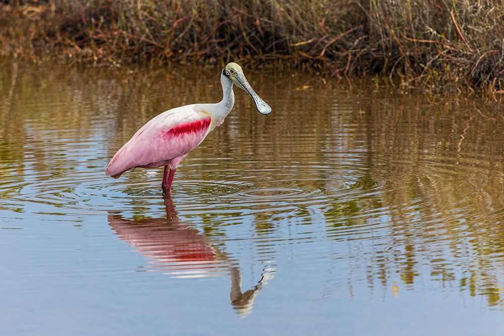 Roseate spoonbill, Merritt Island National Wildlife Refuge, Florida art print by Adam Jones for $57.95 CAD