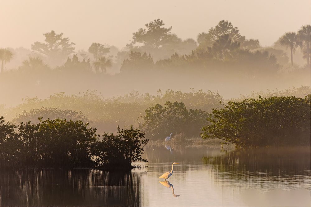 Great egret reflection on water while fishing, Merritt Island National Wildlife Refuge, Florida art print by Adam Jones for $57.95 CAD