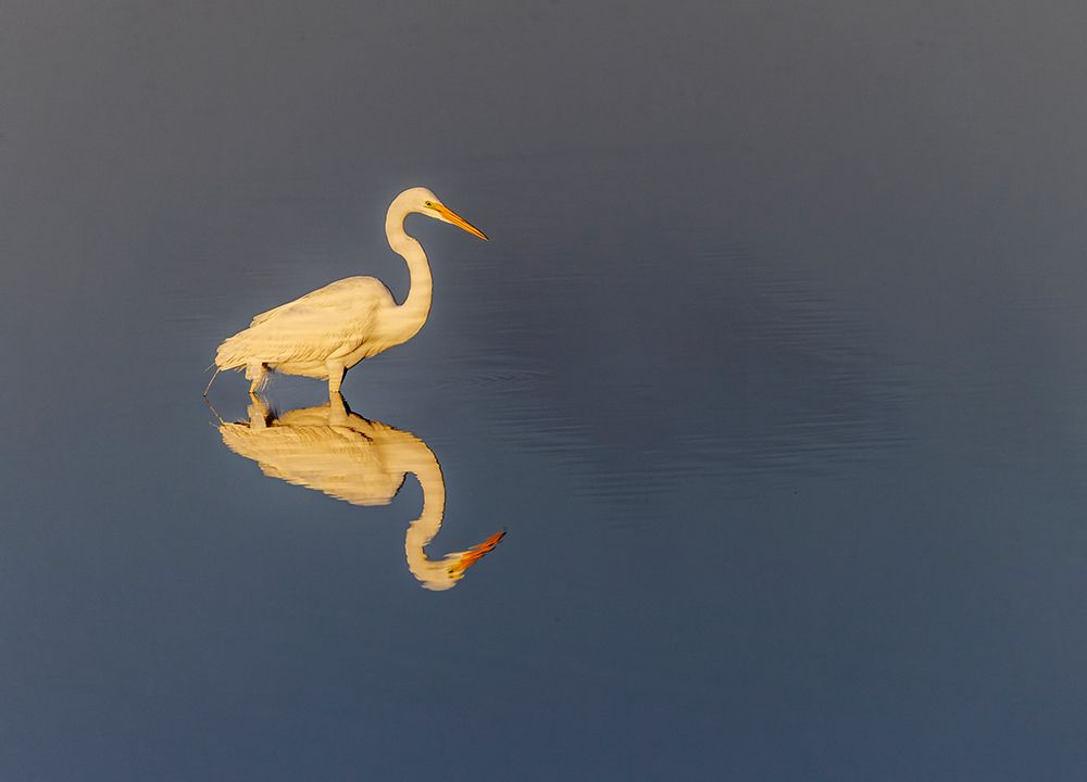 Great egret reflection on water while fishing, Merritt Island National Wildlife Refuge, Florida art print by Adam Jones for $57.95 CAD