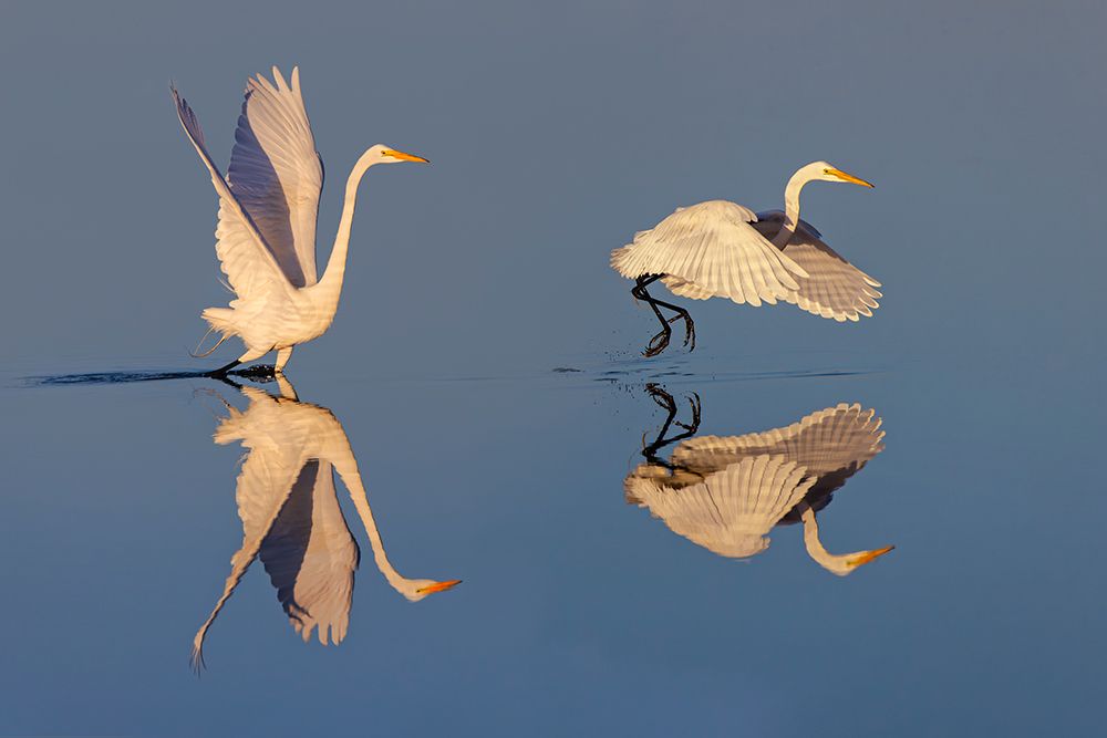 Great egret reflection on water while fishing, Merritt Island National Wildlife Refuge, Florida art print by Adam Jones for $57.95 CAD