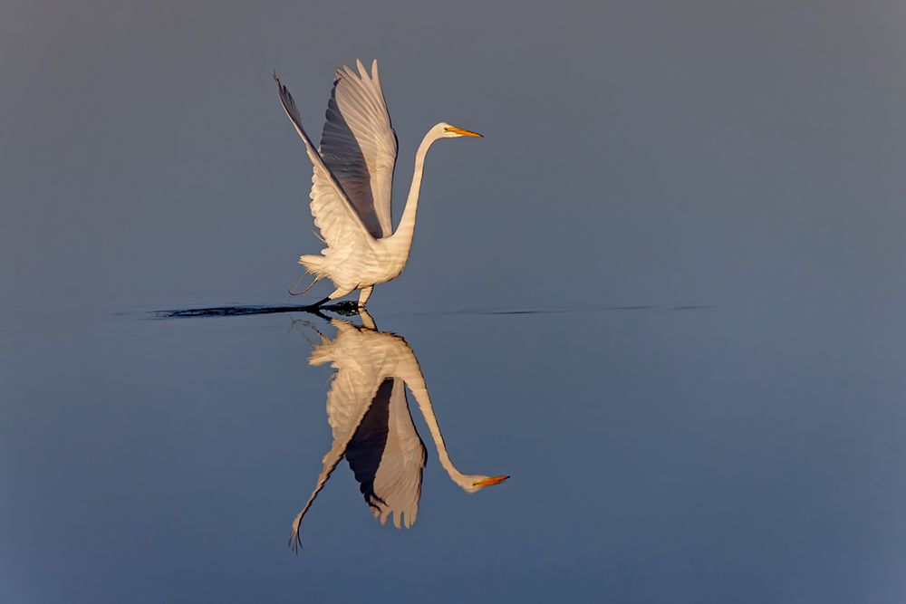 Great egret reflection on water while fishing, Merritt Island National Wildlife Refuge, Florida art print by Adam Jones for $57.95 CAD
