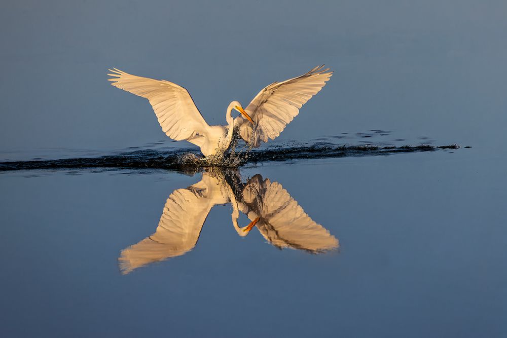 Great egret reflection on water while fishing, Merritt Island National Wildlife Refuge, Florida art print by Adam Jones for $57.95 CAD