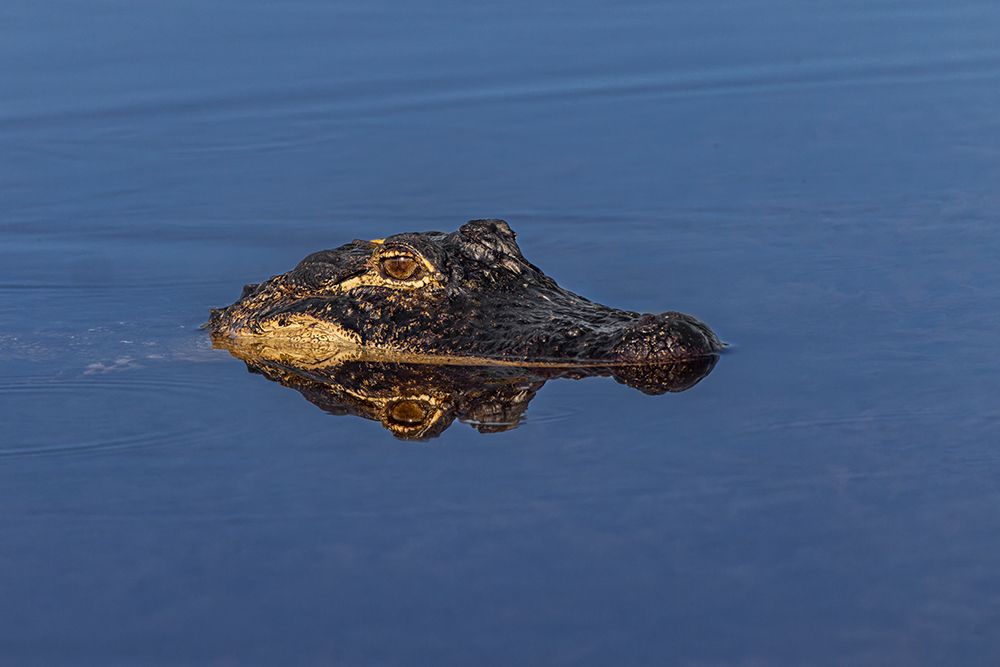 American alligator. Merritt Island National Wildlife Refuge, Florida art print by Adam Jones for $57.95 CAD